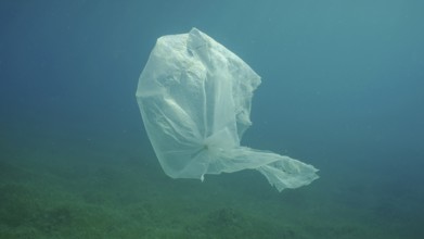 Old plastic bag drifting in water column over seagrass meadow. Plastic bag floating underwater on