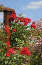 Oberderdingen, rose garden, climbing roses on scaffolding