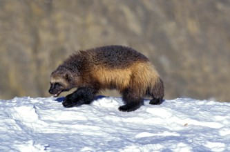 NORTH AMERICAN WOLVERINE (gulo gulo) luscus, ADULT STANDING ON SNOW, CANADA