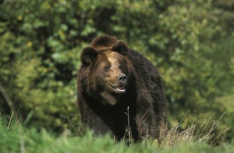 Brown Bear (ursus arctos), Adult standing on Grass