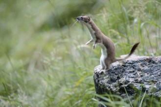 Stoat (Mustela erminea) in summer coat, Grosswiesel, Lower Saxony, Germany, Europe