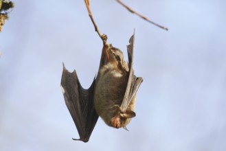 Daubenton's bat (Myotis daubentonii), Germany, Europe