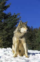 North American Grey Wolf (canis lupus occidentalis), Male sitting on Snow, Canada, North America
