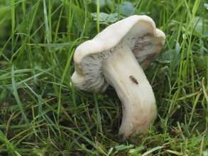 commonly known as St. George's mushroom (Calocybe gambosa), is an edible mushroom that grows mainly
