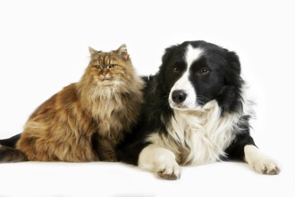 Border Collie Male with Tortoiseshell Persian Female, Dog and Cat laying against White Background