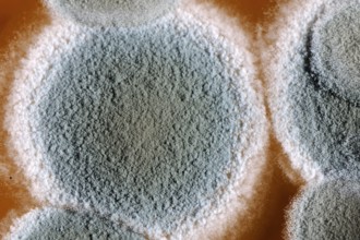 Mold cultures grow on substrate, mold culture, mold