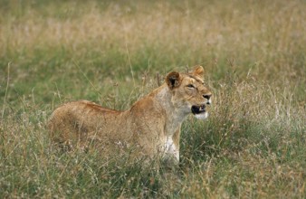AFRICAN LION (panthera leo), FEMALE LOOKING OUT IN LONG GRASS