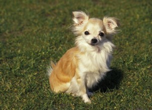 Chihuahua Dog sitting on Grass
