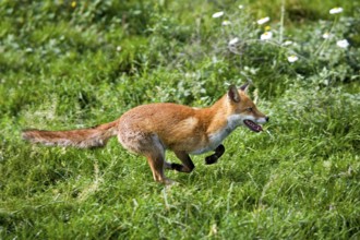 Red Fox (vulpes vulpes), Adult running on grass, Normandy