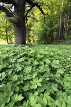 Ground elder, fenugreek, trefoil, goat's-foot, goosefoot, goat's-tail (Aegopodium podagraria)