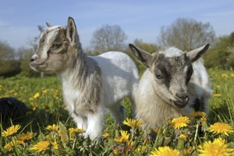 GOAT OR pygmy goat (capra hircus), 3 MONTH OLD BABY WITH FLOWERS