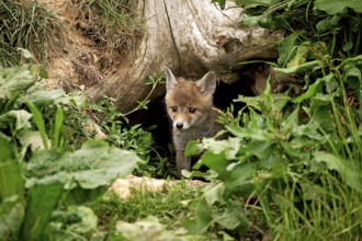RED Fox (vulpes vulpes), WELpE COMING FROM THE HELL, NORMANDY IN FRANCE