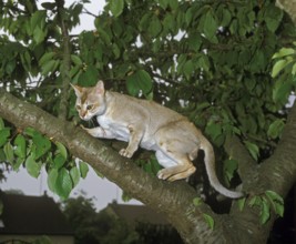 Singapura domestic cat, adult on branch