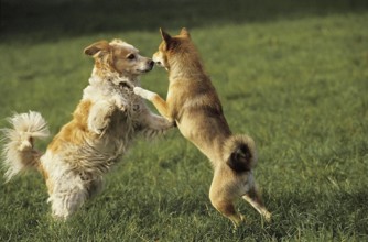 TWO DOGS PLAYING