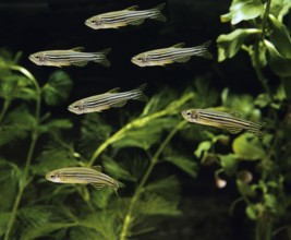 Zebrafish (brachydanio rerio) (Brachydanio rerio), Zebrafish, Animals, Other animals, Fishes,