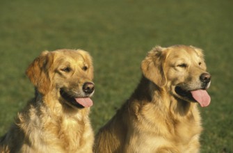 GOLDEN RETRIEVER, PORTRAIT OF ADULTS