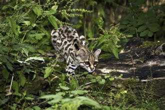 Margay cat, leopardus wiedi, adult