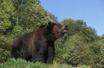 BROWN BEAR (ursus arctos), ADULT STANDING ON GRASS