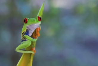 A red-eyed tree frog in the Costa Rican rainforest clings to a heleconia