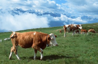 Cattle on alpine pasture (mammals) (mammal animals) (domestic animal) (farm animal) (domestic)