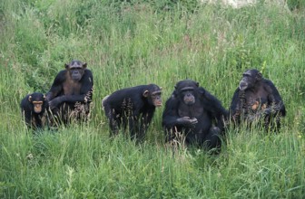 Chimpanzee (pan troglodytes), Group with Adults and Youngs
