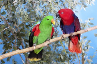 Eclectus Parrot (eclectus roratus), Pair on Branch, Male (green) and Female (Red)