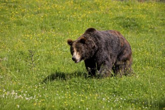 Brown Bear (ursus arctos), Adult standing on Grass
