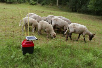 Electric pasture fence, electric fence, pasture farming, sheep farming, sheep breeding, sheep,