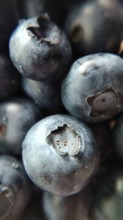 Close-up view of ripe blueberries highlighting their detailed texture and dark blue color