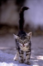 Young kitten