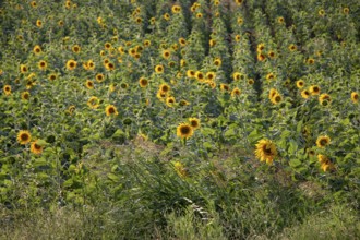 Sunflower field landscape, field of blooming sunflowers as natural background