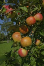 Apple in a meadow orchard, Hohenlohe, Schwäbisch Hall, fruit meadow