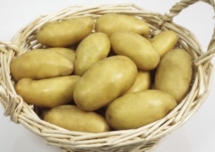 Potato, Potatoes (solanum tuberosum), Solanaceae, Charlotte Potato, Vegetable against white