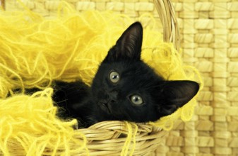 BLACK DOMESTIC CAT, KITTEN WITH WHOOL