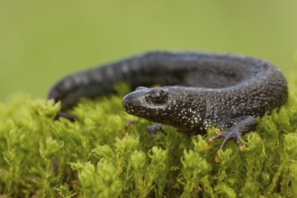 Northern crested newt (Triturus cristatus), Rhineland-Palatinate, Germany, Europe