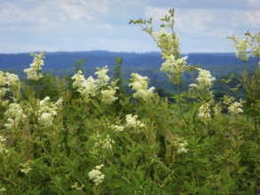 Medicinal plant : Meadowsweet (Filipendula ulmaria) flowering, True meadowsweet