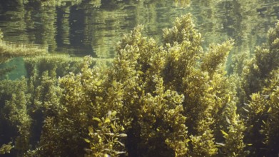 Thickets Seaweed Brown (Sargassum) swaying on waves creeping along under surface of water reflected