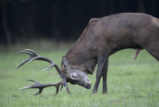 Red deer (Cervus elaphus), male, lateral, urinating, urinating, urinating