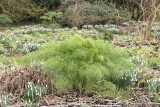 Fennel (Foeniculum vulgare)