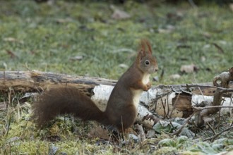Squirrel standing in mature vegetation, looking right