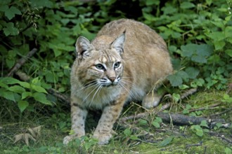 European Lynx (felis lynx)