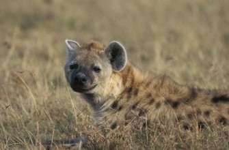 Spotted Hyena (crocuta crocuta), Adult laying on Grass, Masai Mara Park in Kenya