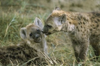 SPOTTED HYENA (crocuta crocuta), CUB, KENYA