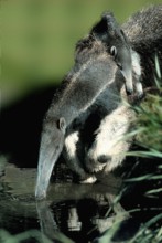 Giant Anteater (Myrmecophaga tridactyla), female carrying young, Giant Anteater, female carrying