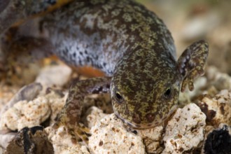 Alpine newt (Triturus alpestris), female
