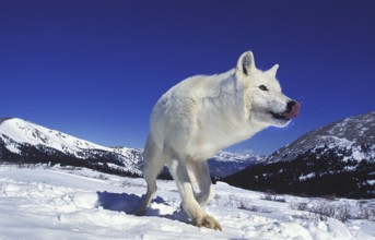 ARCTIC WOLF (canis lupus tundrarum), ADULT ON SNOW, LICKING NOSE