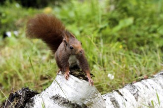 Red Squirrel (sciurus vulgaris), Adult standing on Branch, Normandy