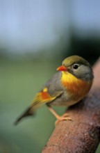 Red-billed leiothrix (Leiothrix lutea), China Sunbird, Chinese Sunbird, China Nightingale, Chinese