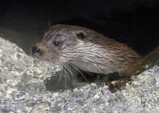 EUROPEAN OTTER (lutra lutra), PORTRAIT OF ADULT