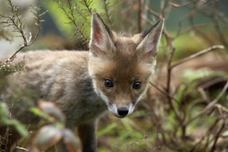 Red Fox (vulpes vulpes), Cub, Normandy